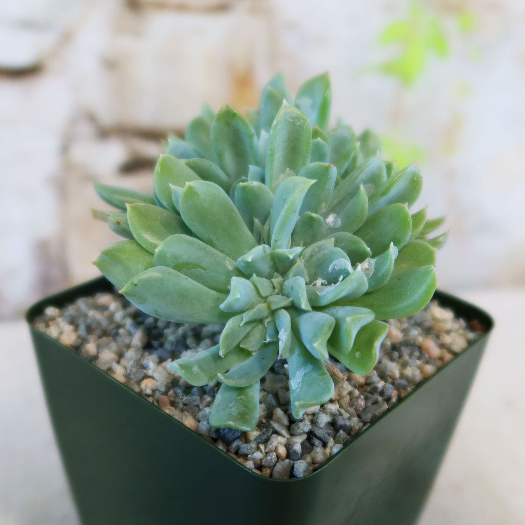 トップス echeveria Cotton Basic T size2 Shop 'Echeveria topsy turvy cristata' Care and growing Guide