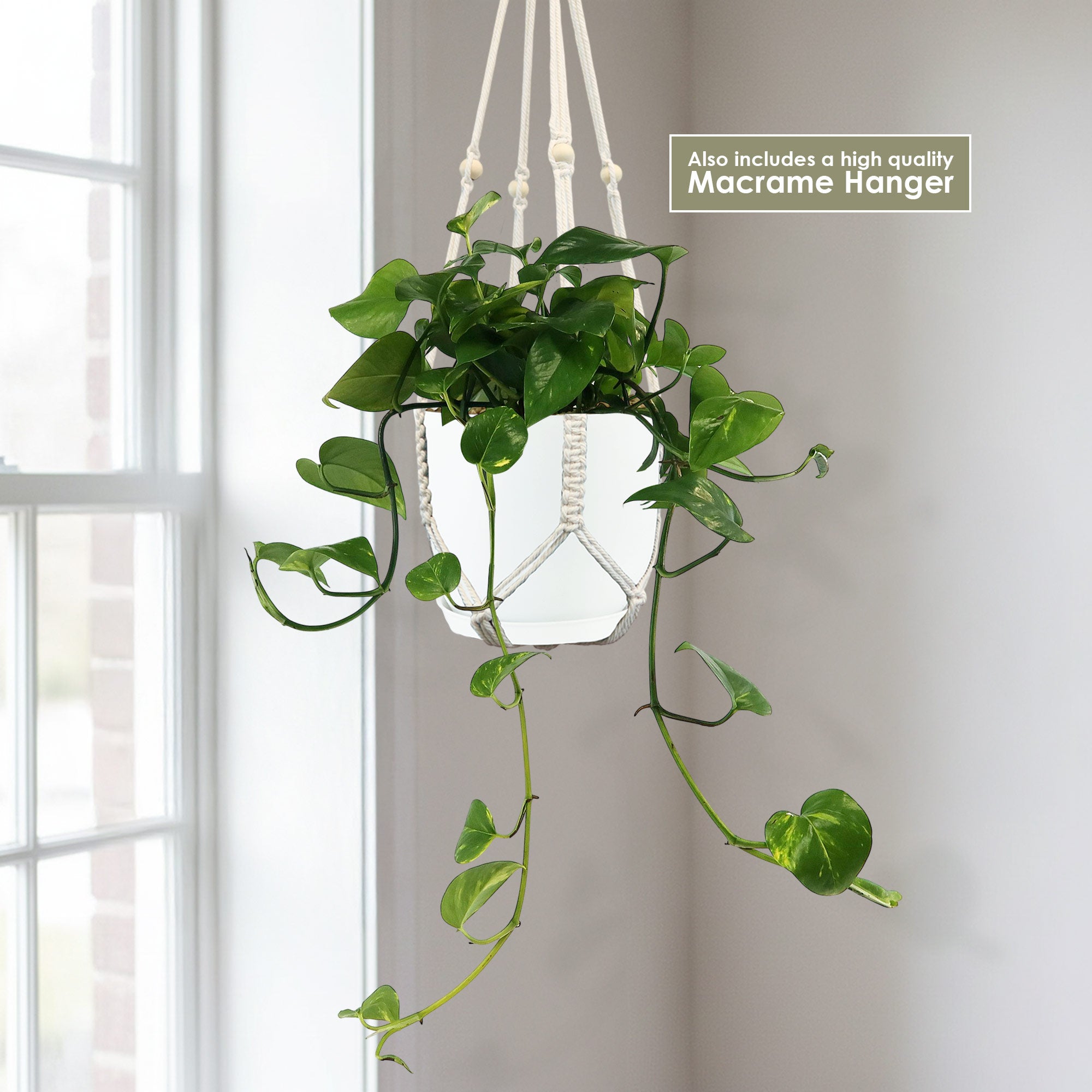 Golden Pothos ‘Epipremnum aureum’