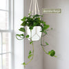 Golden Pothos ‘Epipremnum aureum’