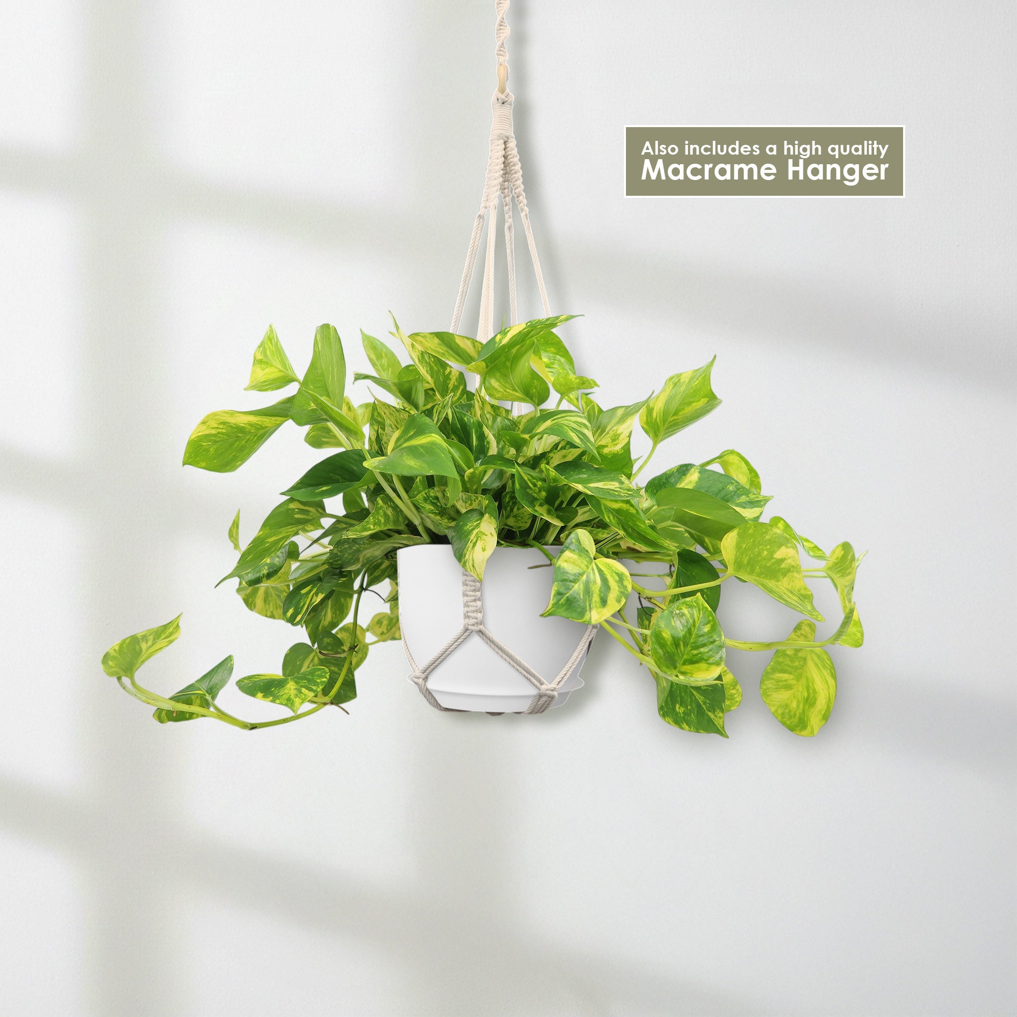 Pothos Patricio Plant - Epipremnum aureum 'Patricio'