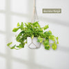 Pothos Patricio Plant - Epipremnum aureum &