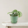 Satin Pothos &