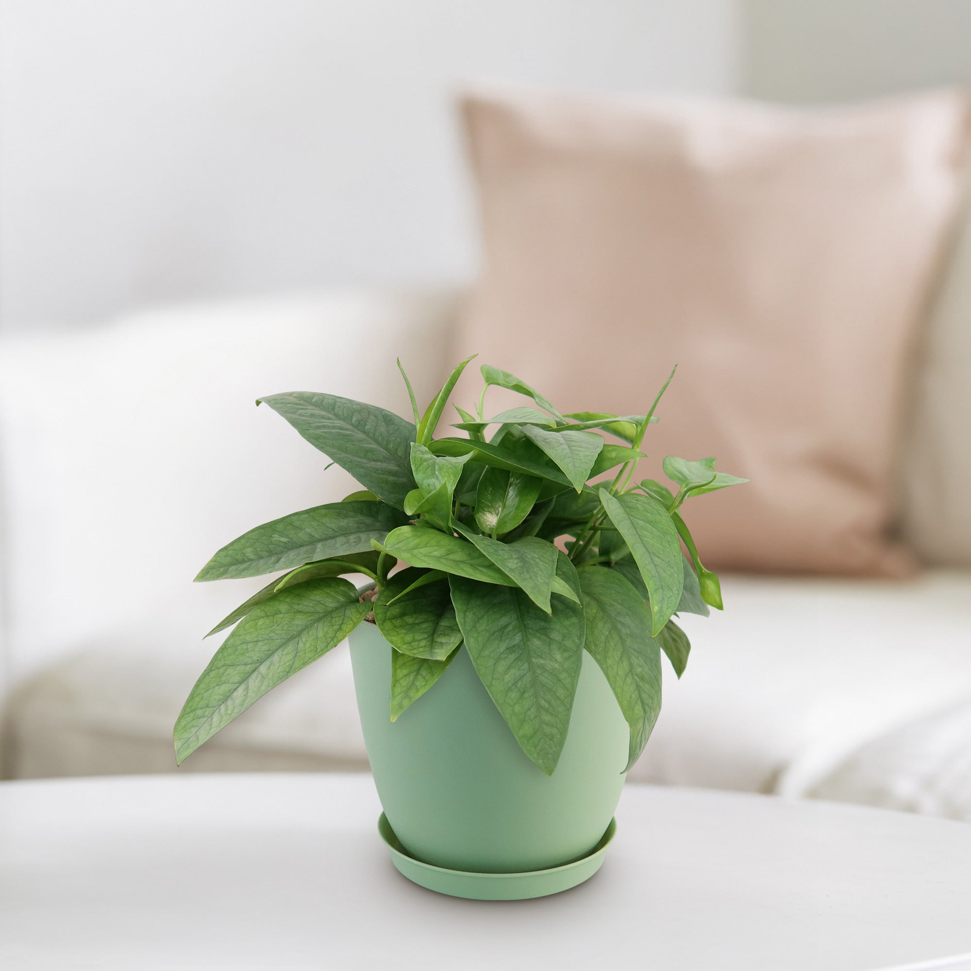 Cebu Blue Pothos Plant - Epipremnum pinnatum ‘Cebu Blue’