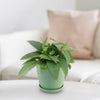 Cebu Blue Pothos Plant - Epipremnum pinnatum ‘Cebu Blue’
