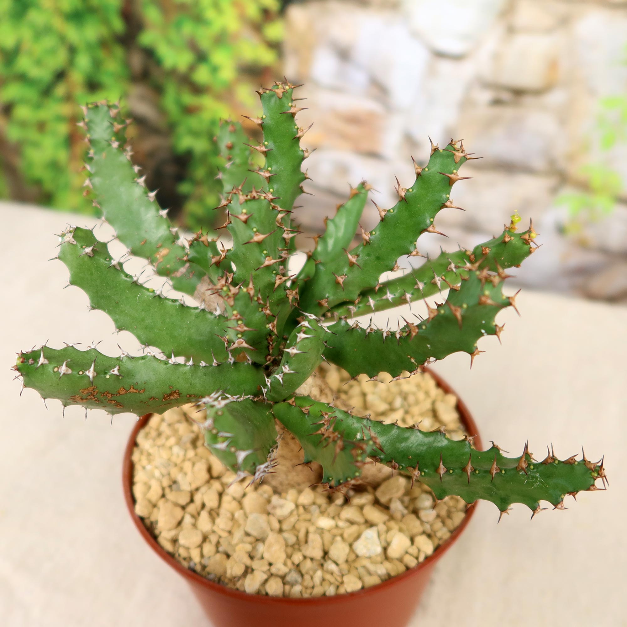 Euphorbia squarrosa
