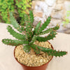 Euphorbia squarrosa