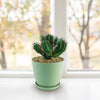 Euphorbia aggregata