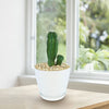 Euphorbia anoplia tanzania zipper plant