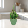 Fairy Castle Cactus in a light green wavy-patterned pot sits on a white kitchen counter with softly blurred cabinets in the background.