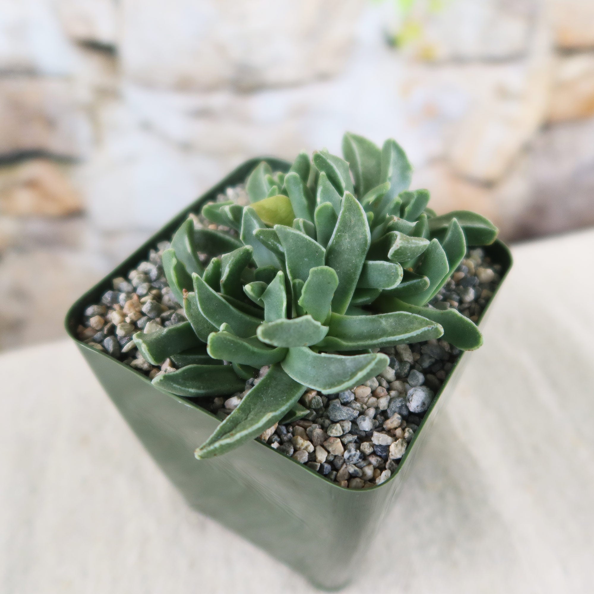 Angled top view of Faucaria bosscheana Haagei succulent in a square green pot showing toothed leaves and gravel