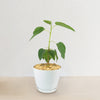 Ficus brandegeei