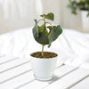 Ficus petiolaris fig rock