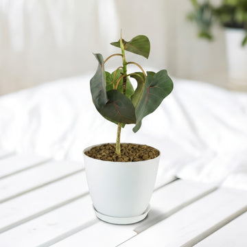 Rock Fig 'Ficus petiolaris'