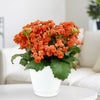 Flaming Katy Plant - Kalanchoe blossfeldiana