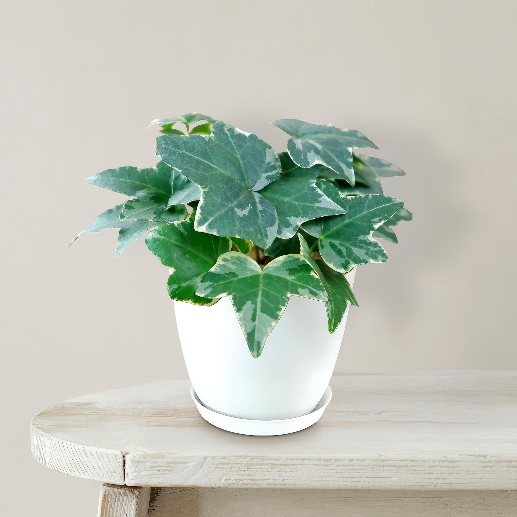 Glacier Ivy Plant – Hedera Helix ‘Glacier Ivy’