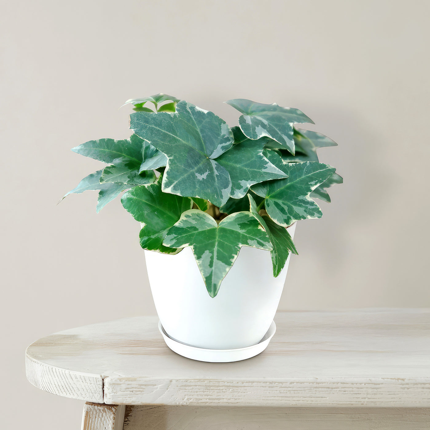 Glacier Ivy Plant – Hedera Helix ‘Glacier Ivy’, image size:1400x1400