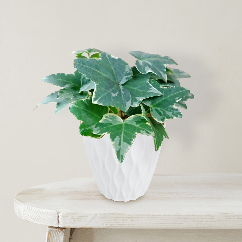 Glacier Ivy Plant – Hedera Helix ‘Glacier Ivy’