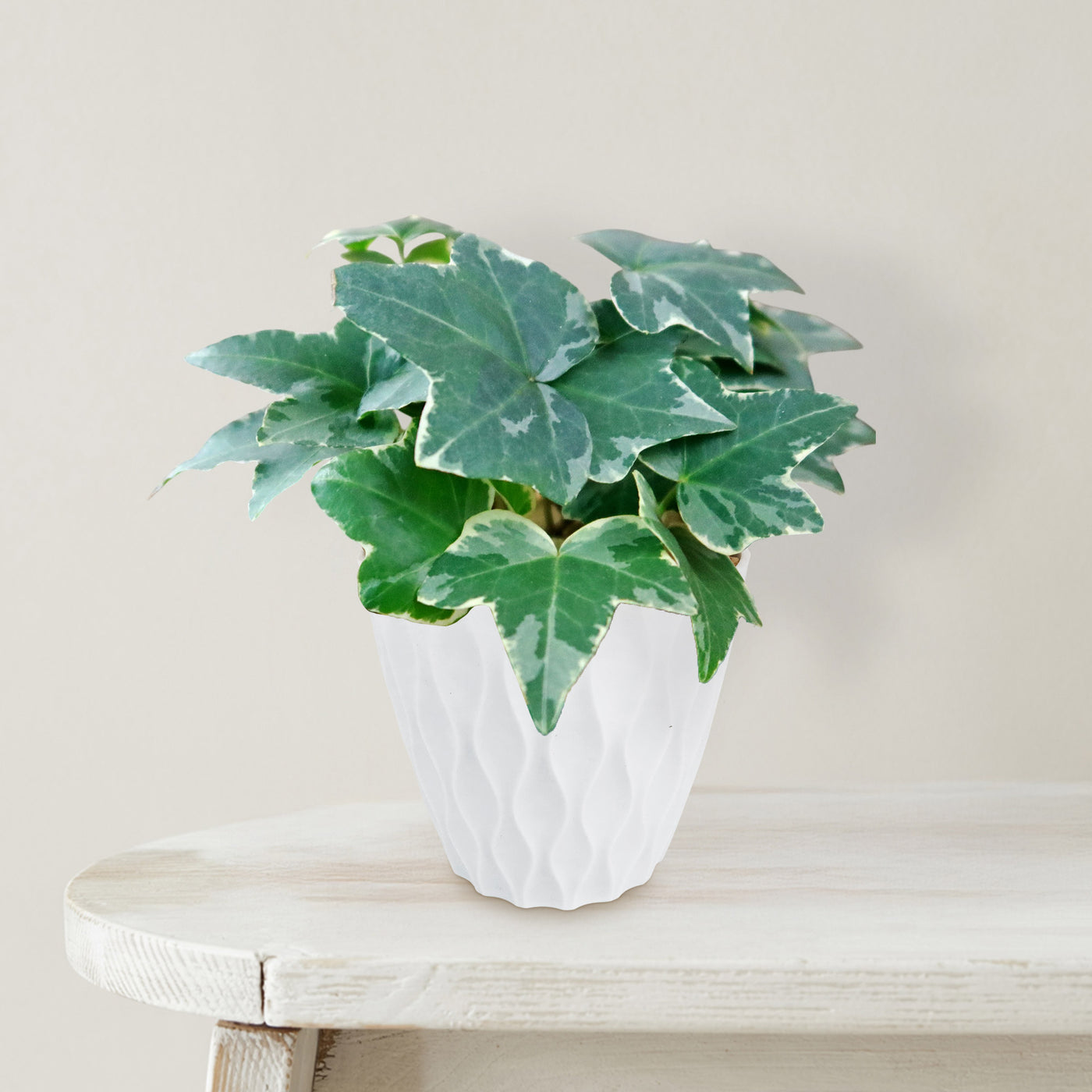 small potted ivy plants Glacier Ivy Plant – Hedera Helix ‘Glacier Ivy’ 8" Pot / White / Without Pot