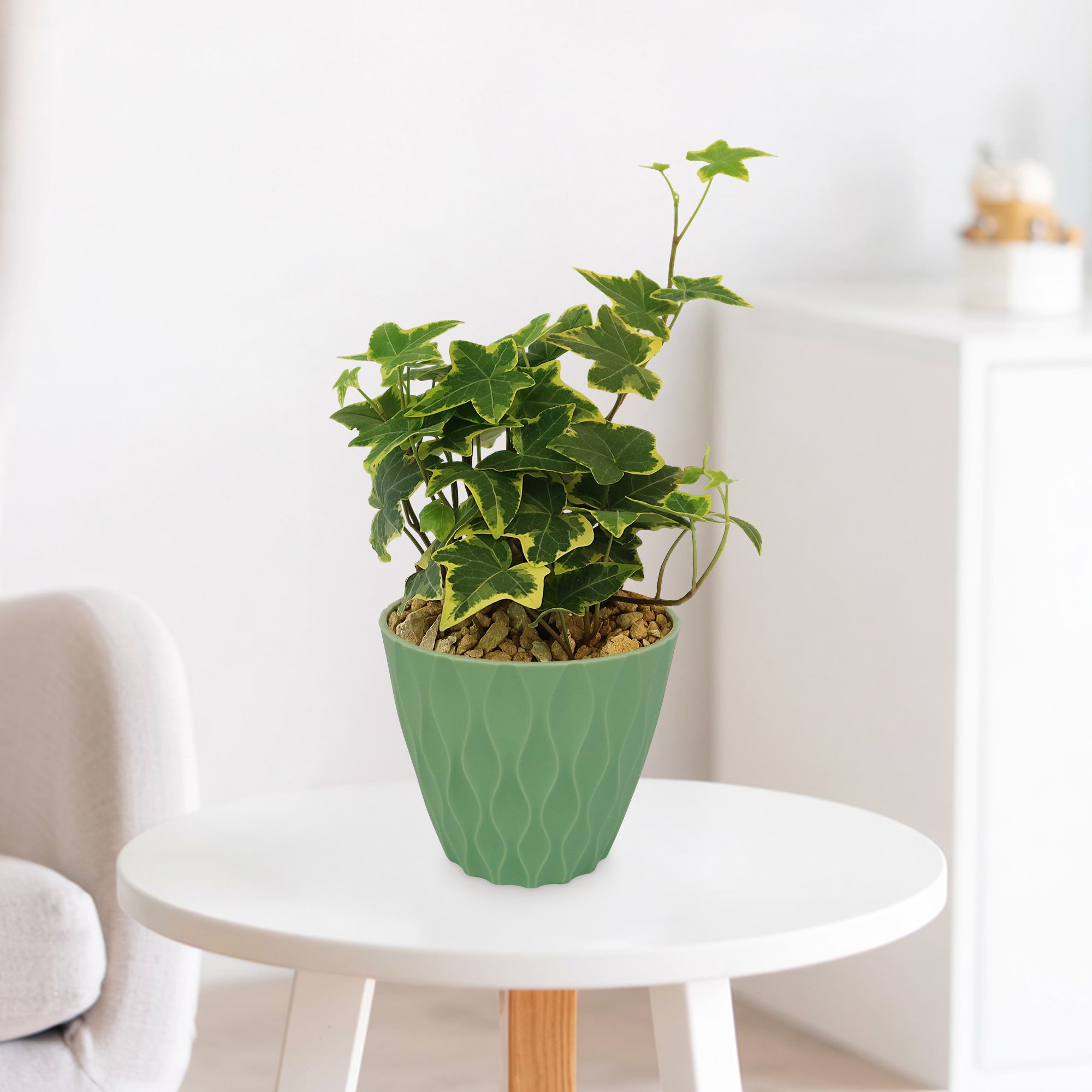 Hedera helix ‘Gold Child