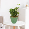 Hedera helix ‘Gold Child