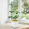 Cussonia spicata