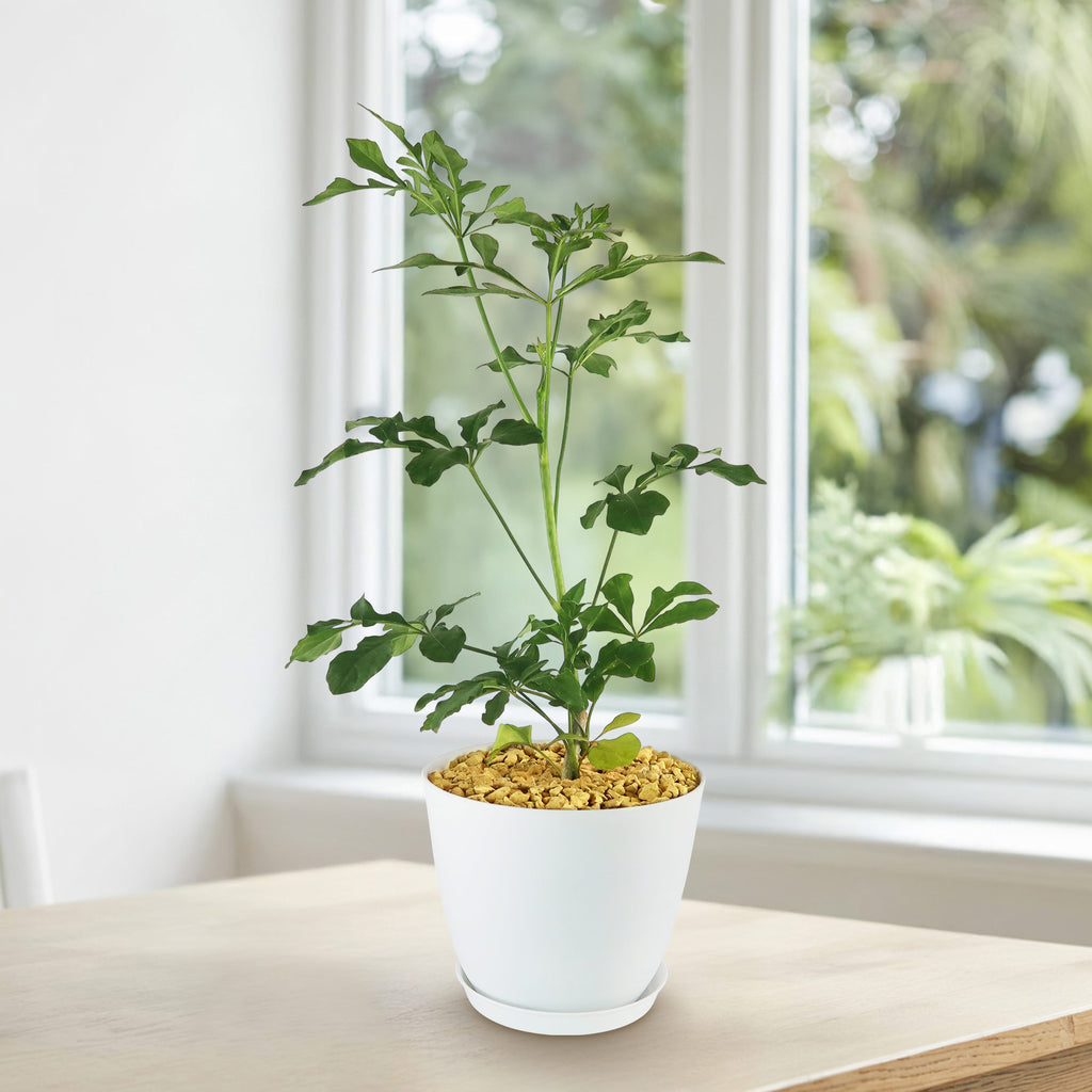 Cussonia spicata