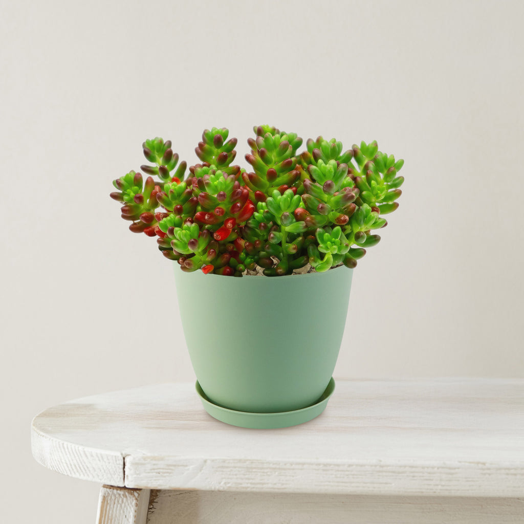 Jelly Bean Succulent ‘Sedum rubrotinctum’ with red-tipped green leaves in a light green pot on a white wooden surface, beige background.