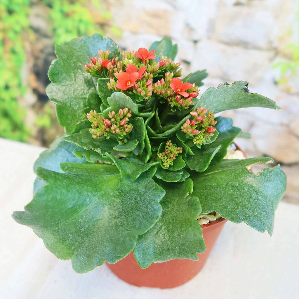 patrol_placeholder_a6ead9acc5af34cb22c78a05ed144ef7