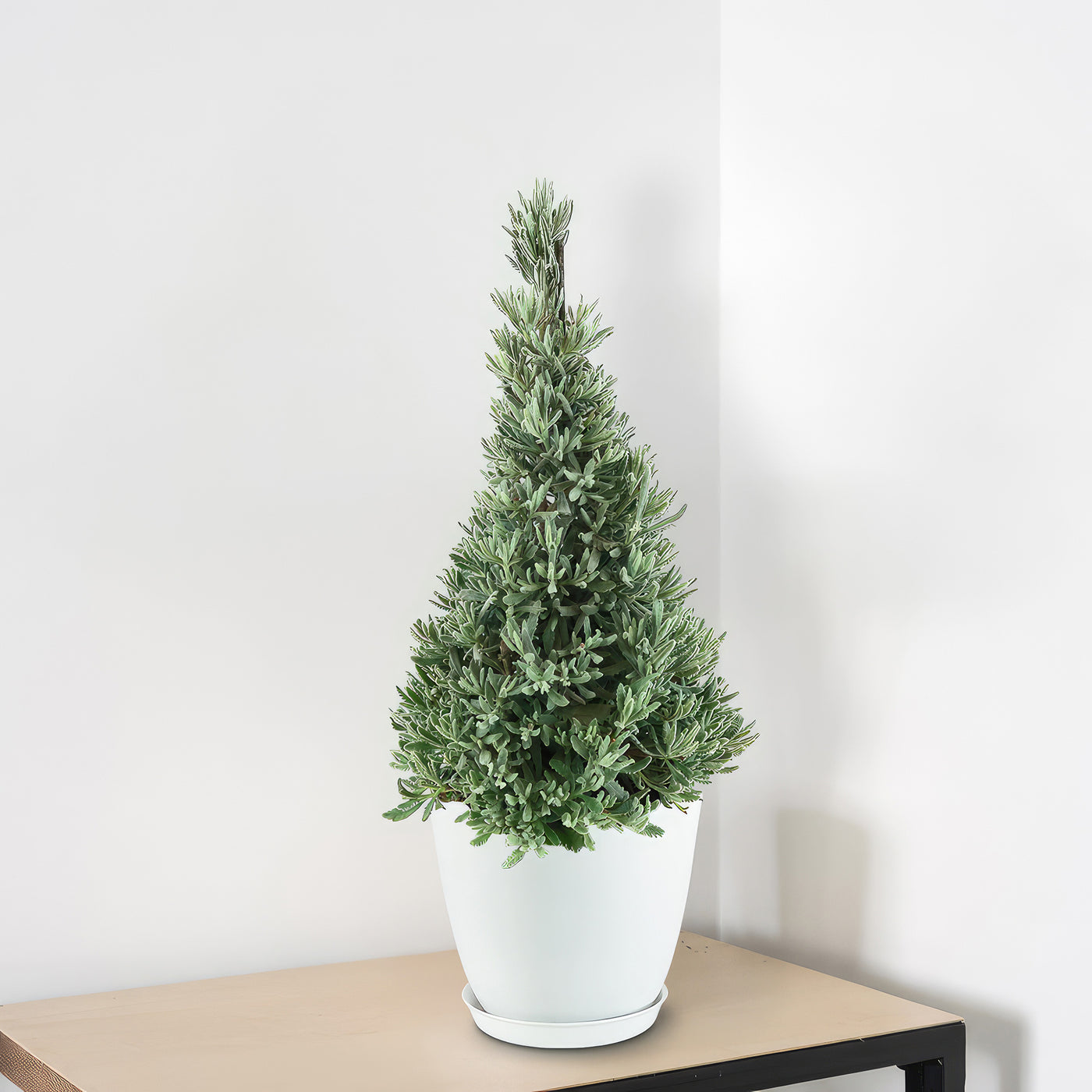 miniature lavender tree Lavender Christmas Tree