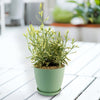 Lavender Mint Julep Plant