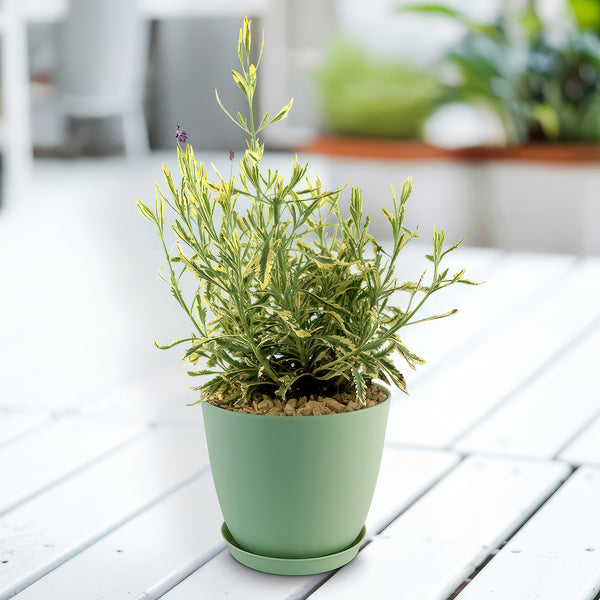 potted lavender plants Lavender Mint Julep Plant 2 Gal / Teal / Without Pot