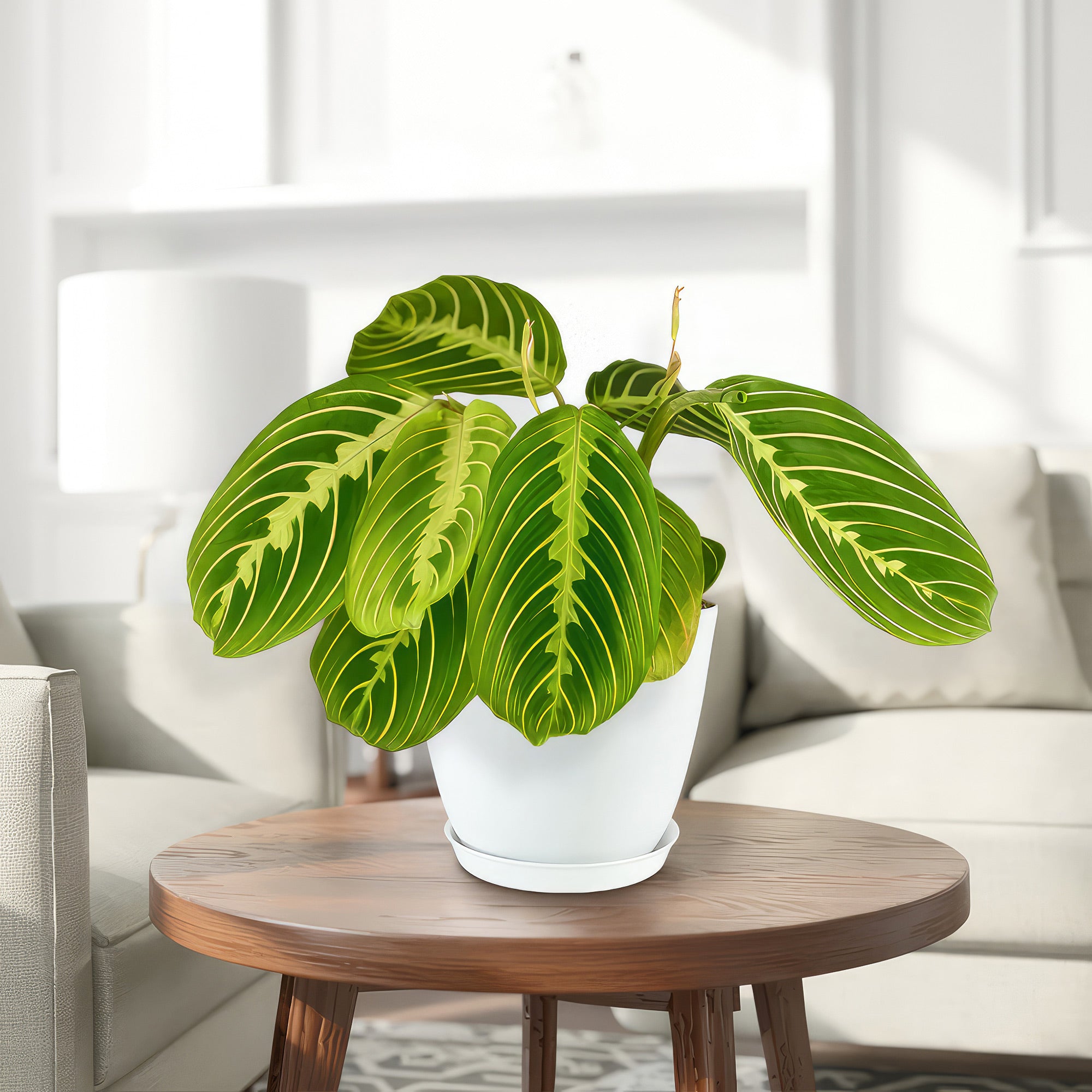 Lemon Lime Maranta ‘Lemon Lime Prayer Plant’