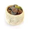 Lithops “Living Stones” in a textured beige pot with pebbles, featuring unique colors and patterns on a plain white background.