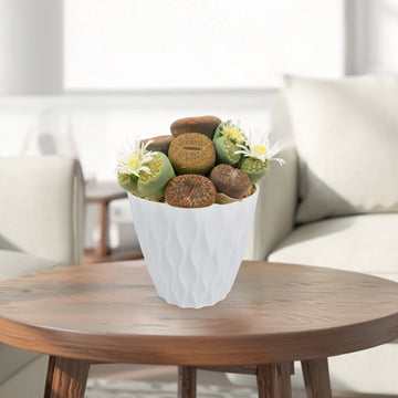 Buy 'Living Stones Garden - Assortment of Lithops Plants'