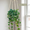 Peperomia Hope in a light green pot displayed in a white macrame hanger near a window, with sign: “Also includes Macrame Hanger.”.