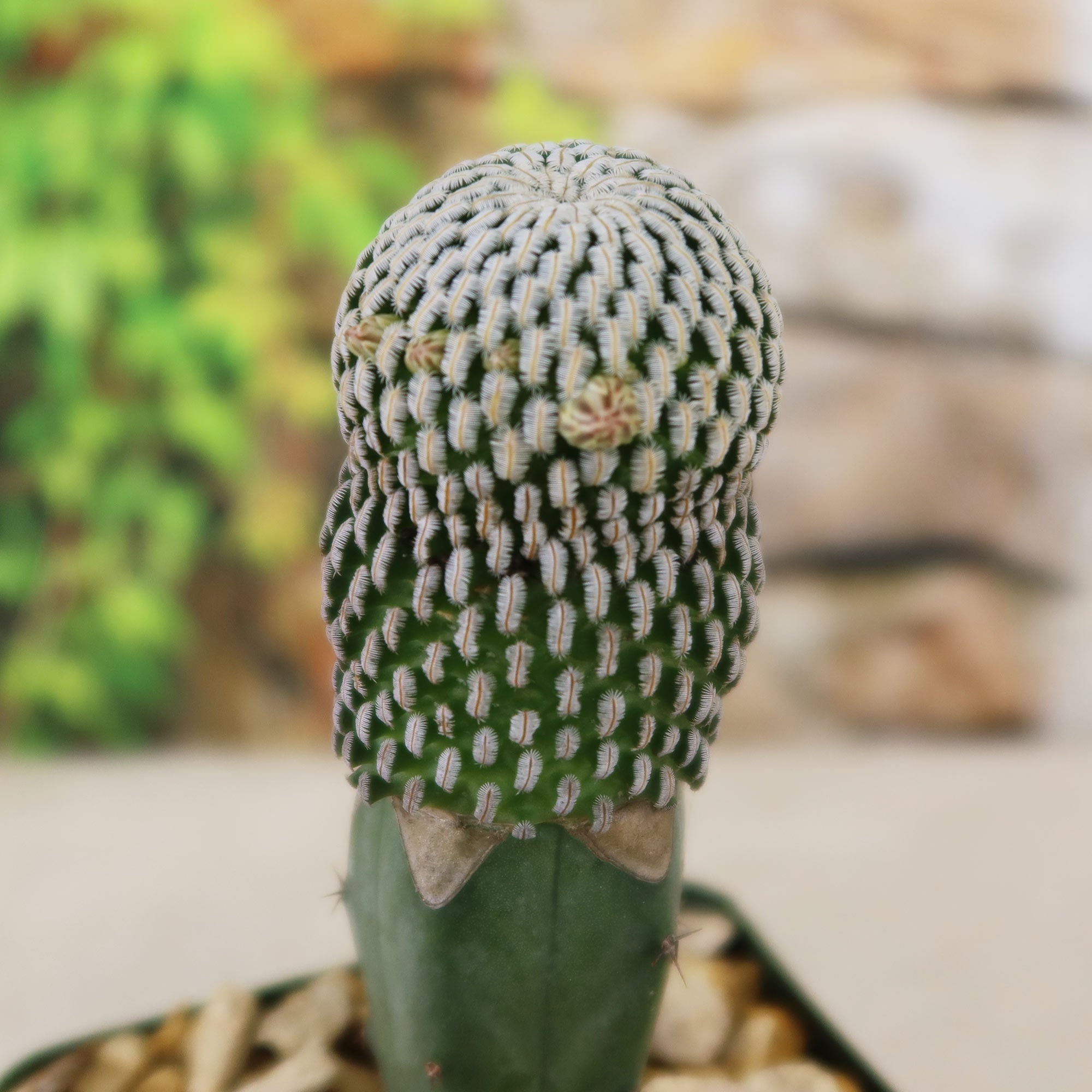 Mammillaria Pectinifera Grafted Cactus 4 inch