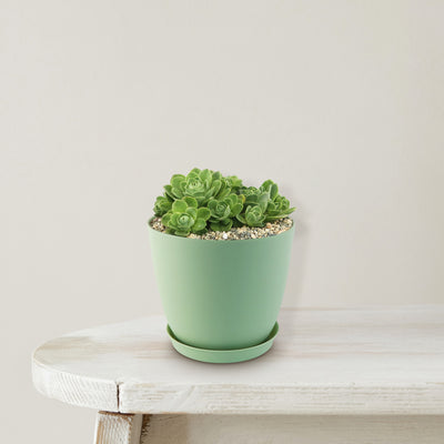 5310 succulent rose drive Mountain Rose Succulent ‘Aeonium dodrantale’ (Greenovia dodrantalis)