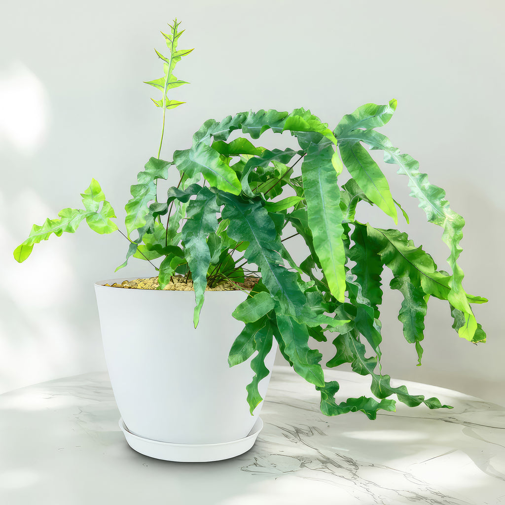 Blue Star Fern ‘Phlebodium aureum’