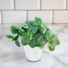 Nerve Plant - Fittonia ‘White Anne’