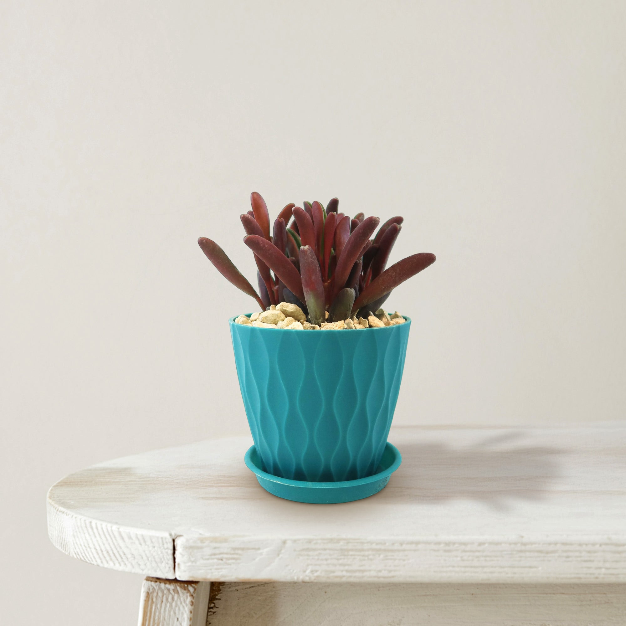 Peperomia Ruby Glow ‘Peperomia graveolens’