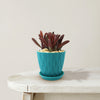 Peperomia Ruby Glow ‘Peperomia graveolens’