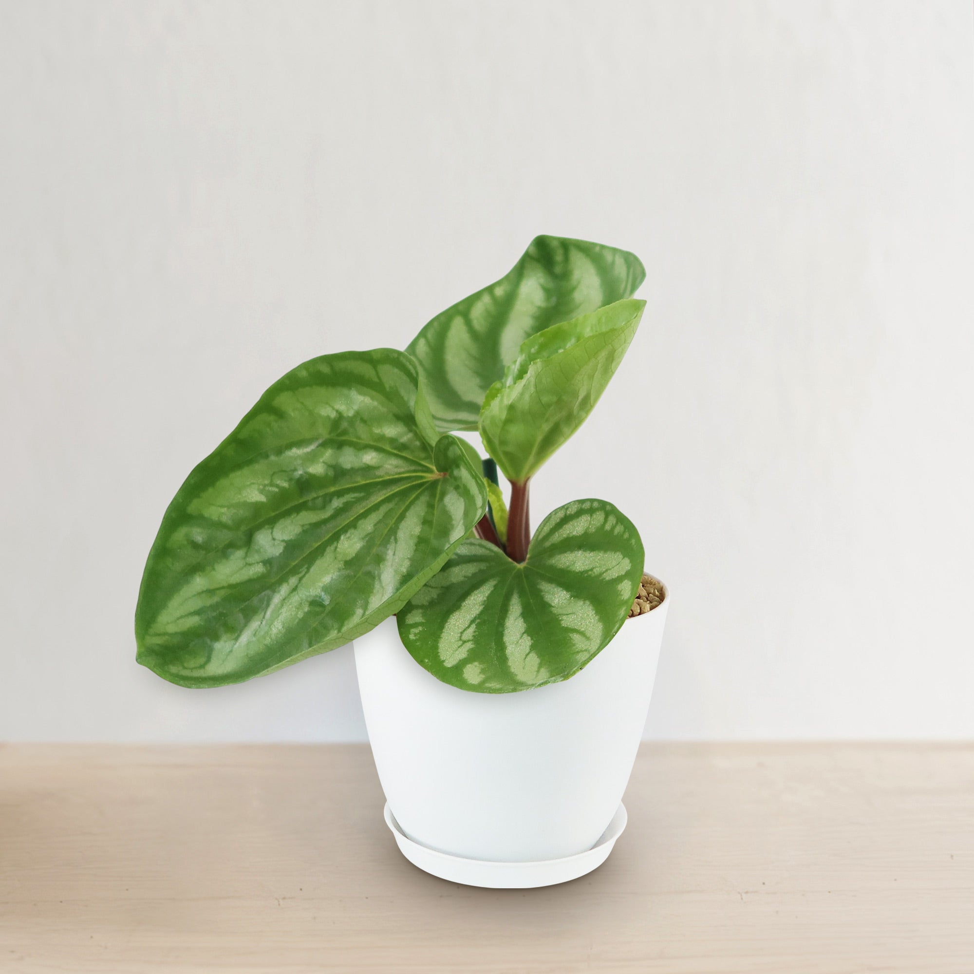 Peperomia ‘Ecuador’