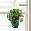 Watermelon Peperomia Plant