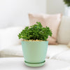 Peperomia axillaris