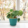 Watermelon Peperomia Plant
