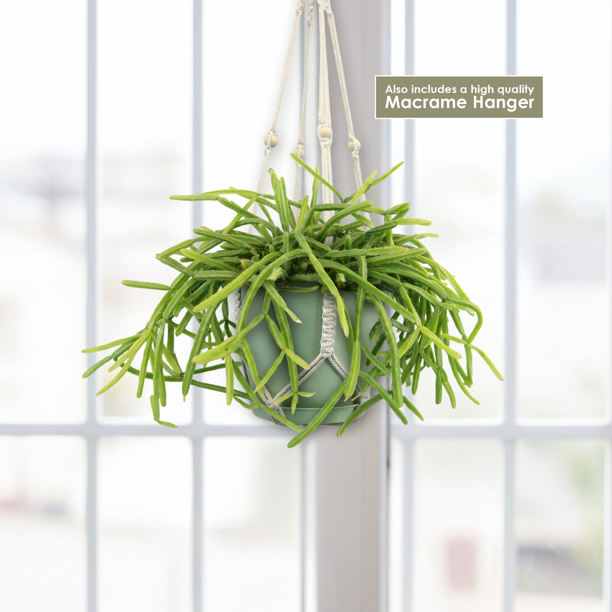 Pfeiffera boliviana