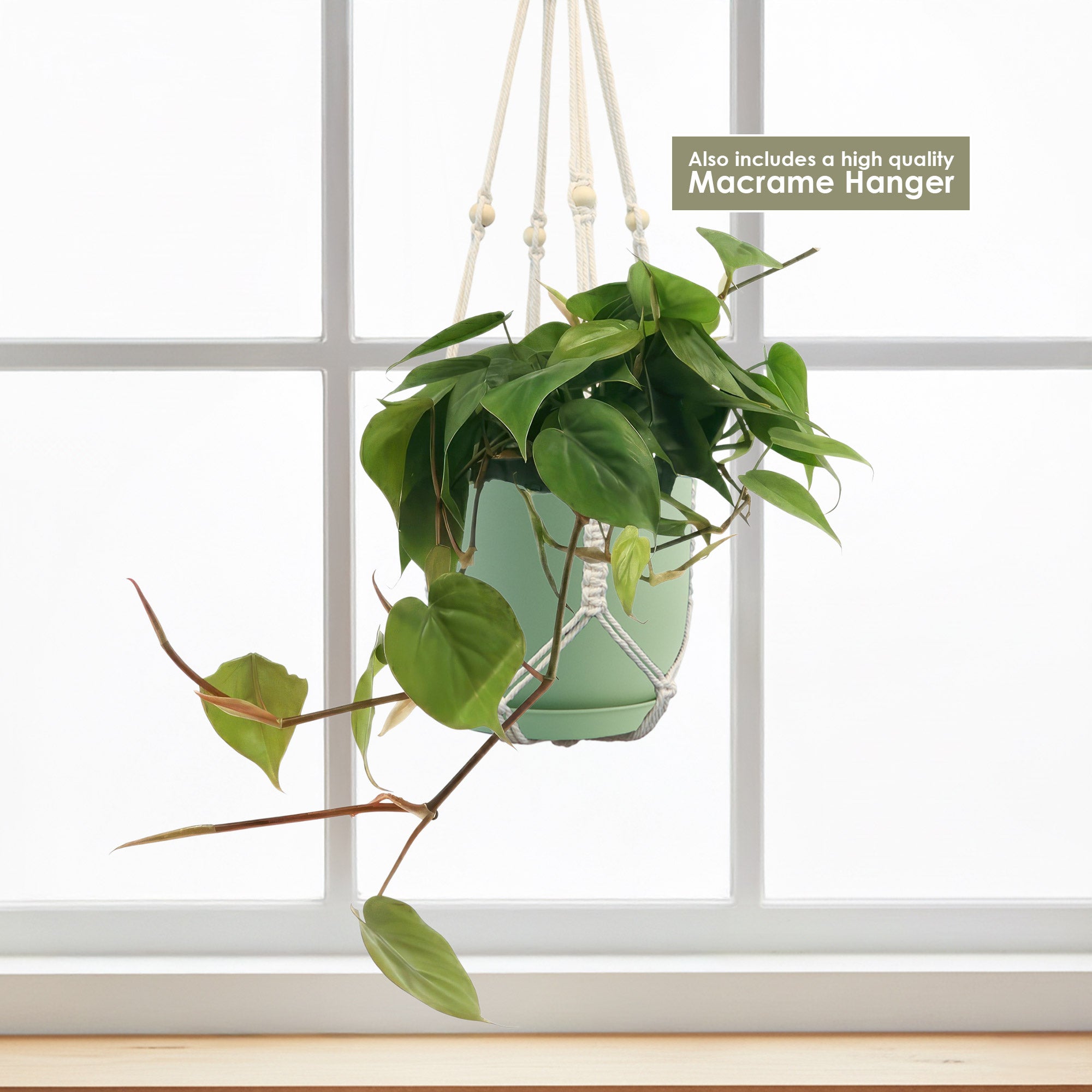 Heartleaf Philodendron (Philodendron hederaceum)