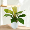 Moonlight Philodendron