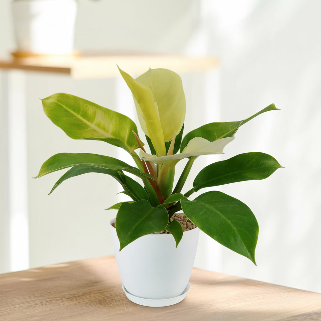 Potted indoor plant with glossy green leaves beside a small Buddha statue