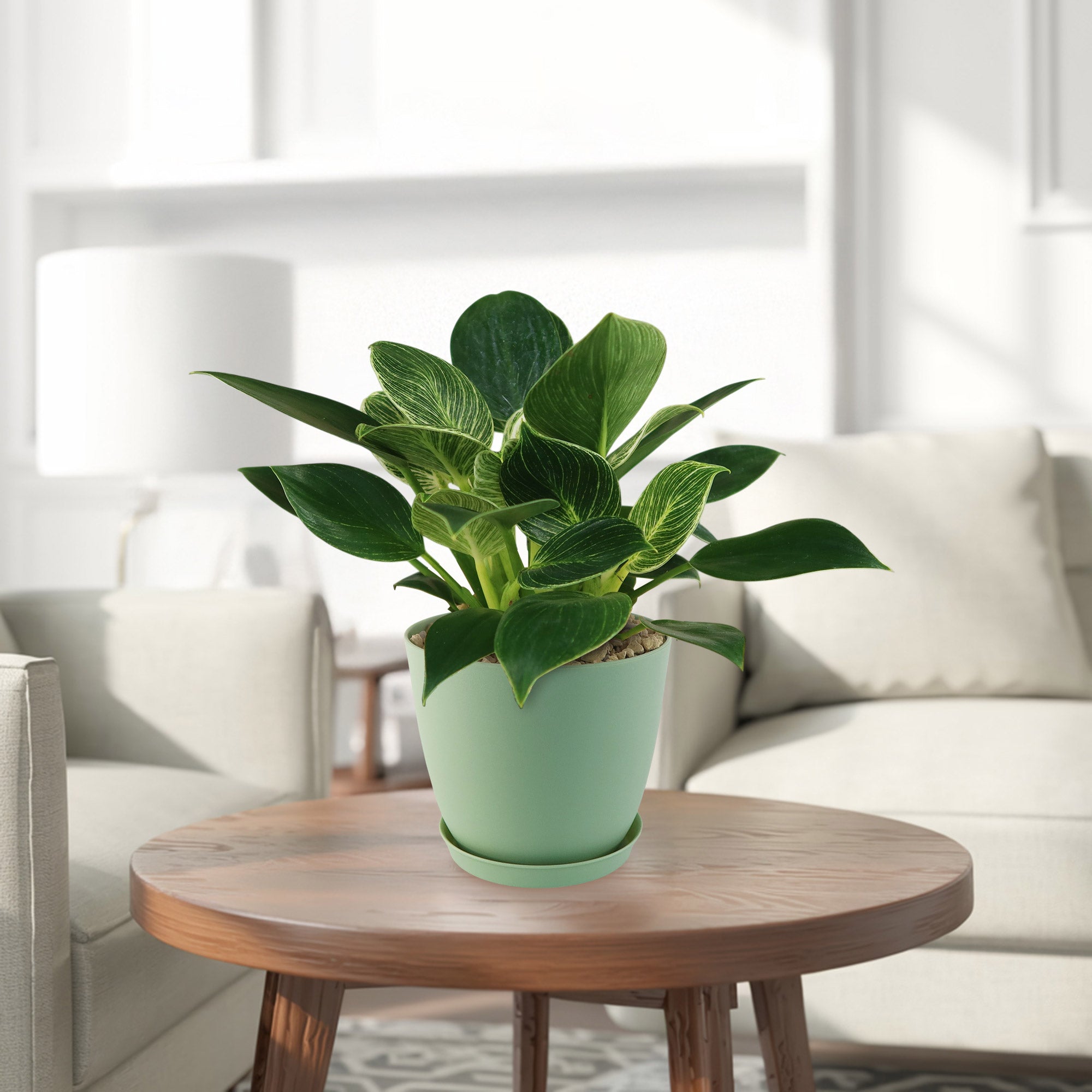 Birkin Philodendron